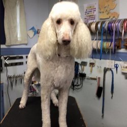 Diggety-Dog Grooming & Accessories