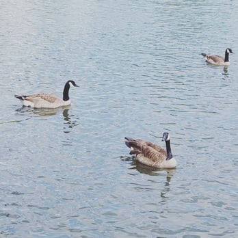 Centennial Park - Parks Near Me - Nashville, Tennessee Centennial Park - Parks Near Me - Nashville, Tennessee