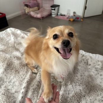 CURB Mobile Pet Groomers - Pet Groomers Near Me