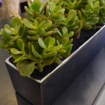 Gilded & Green - Potted Jade plant - Florists Near Me - Toronto, Ontario