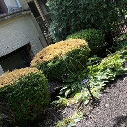 Superior Exteriors - Damaged bushes from improper protection