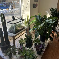 Dc Street Plants