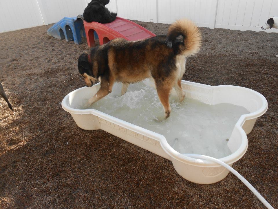 CAMP BOW WOW OLATHE Updated September 2024 24 Reviews 1150 W