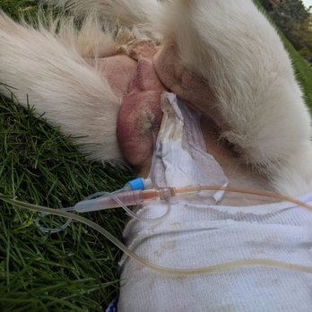 Doc Holly Pet Vet - Post the first WSU surgery trying to see what happened during his neutering - Veterinarians Near Me - Hayden, Idaho Doc Holly Pet Vet - Post the first WSU surgery trying to see what happened during his neutering - Veterinarians Near Me - Hayden, Idaho