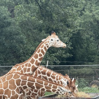 Six Flags Safari - Giraffes - Amusement Parks Near Me - Jackson Township, New Jersey Six Flags Safari - Giraffes - Amusement Parks Near Me - Jackson Township, New Jersey
