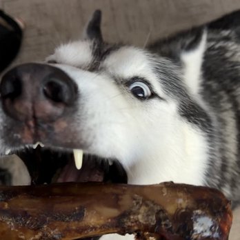 Pet Supplies Plus Sterling - Husky dog getting a bone - Pet Groomers Near Me - Sterling, Virginia Pet Supplies Plus Sterling - Husky dog getting a bone - Pet Groomers Near Me - Sterling, Virginia