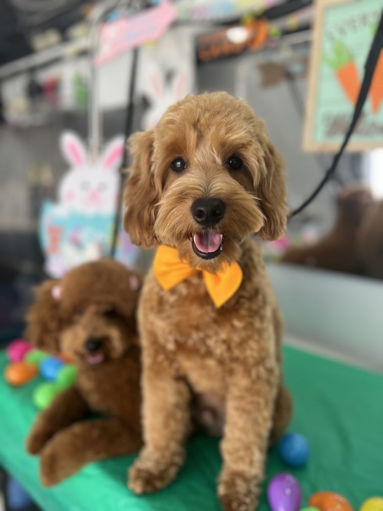 Top Cat Grooming Services in Nirmal Block Pashulok - Best Cat Spa ...