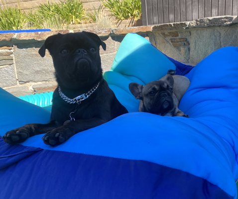 WAG N’ WIGGLE - 16 Photos - Santa Clarita, California - Pet Boarding ...