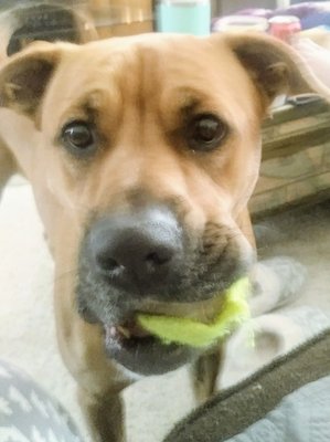 Baja Grill | Benton by null