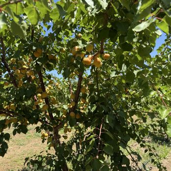 Rancho Zaragoza - Apricot tree - Farmers Market Near Me - Brentwood, California Rancho Zaragoza - Apricot tree - Farmers Market Near Me - Brentwood, California