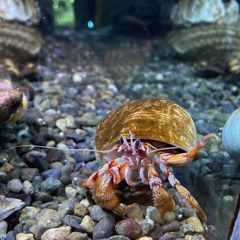 Seattle Aquarium - Hermit crab - Aquariums Near Me - Seattle, Washington Seattle Aquarium - Hermit crab - Aquariums Near Me - Seattle, Washington