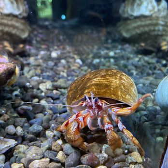 Seattle Aquarium - Hermit crab - Aquariums Near Me - Seattle, Washington