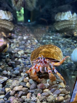 Seattle Aquarium by null