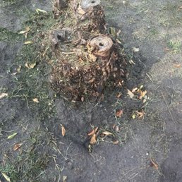 Before: Stump that I requested to be removed. Before: Stump that I requested to be removed.