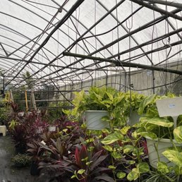 Greenhouse Greenhouse