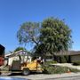 Photo of CA&A Tree Care