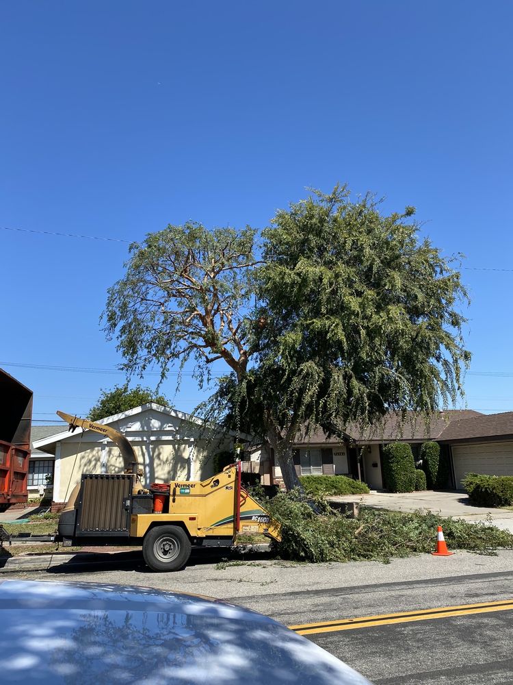 CA&A TREE CARE Updated July 2024 32 Photos Garden Grove