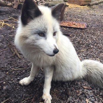 Hoo Farm Animal Kingdom - Feeding the Foxes - Predator Experience - Zoos Near Me - Telford, TFW