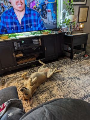 Lifeline Puppy Rescue by null