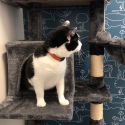 Thrive Pet Healthcare - Arlington Heights - Cat tower in the exam room for a more comfortable kitty!