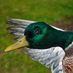 Wild Outdoor Taxidermy