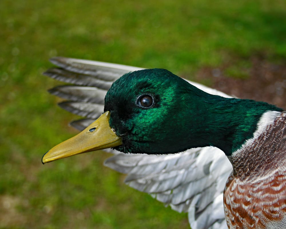 Wild Outdoor Taxidermy - taxidermy in Edwardsville, IL