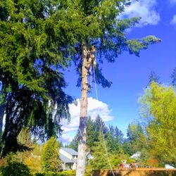 7th Generation's Tree Service - 7th Generation's Tree Service works with the 7th Generation philosophy in mind. We care about the trees and