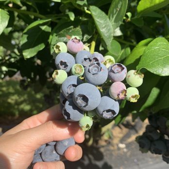 Rusty Plow Farm - a hand holding a bunch of blueberries - Fruits & Veggies Near Me - Enumclaw, Washington Rusty Plow Farm - a hand holding a bunch of blueberries - Fruits & Veggies Near Me - Enumclaw, Washington