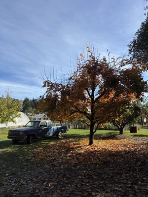 The Apple Farm by null