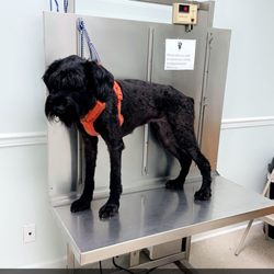AVS Animal Hospital