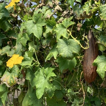 The Luffa Farm - Tours Near Me - Nipomo, California The Luffa Farm - Tours Near Me - Nipomo, California