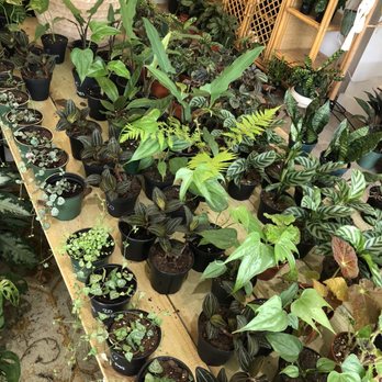 Lida's Jungle - So cute!! - Nurseries & Gardening Near Me - St. Petersburg, Florida Lida's Jungle - So cute!! - Nurseries & Gardening Near Me - St. Petersburg, Florida