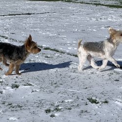 Lazy P Pet Ranch - Riley & Willow