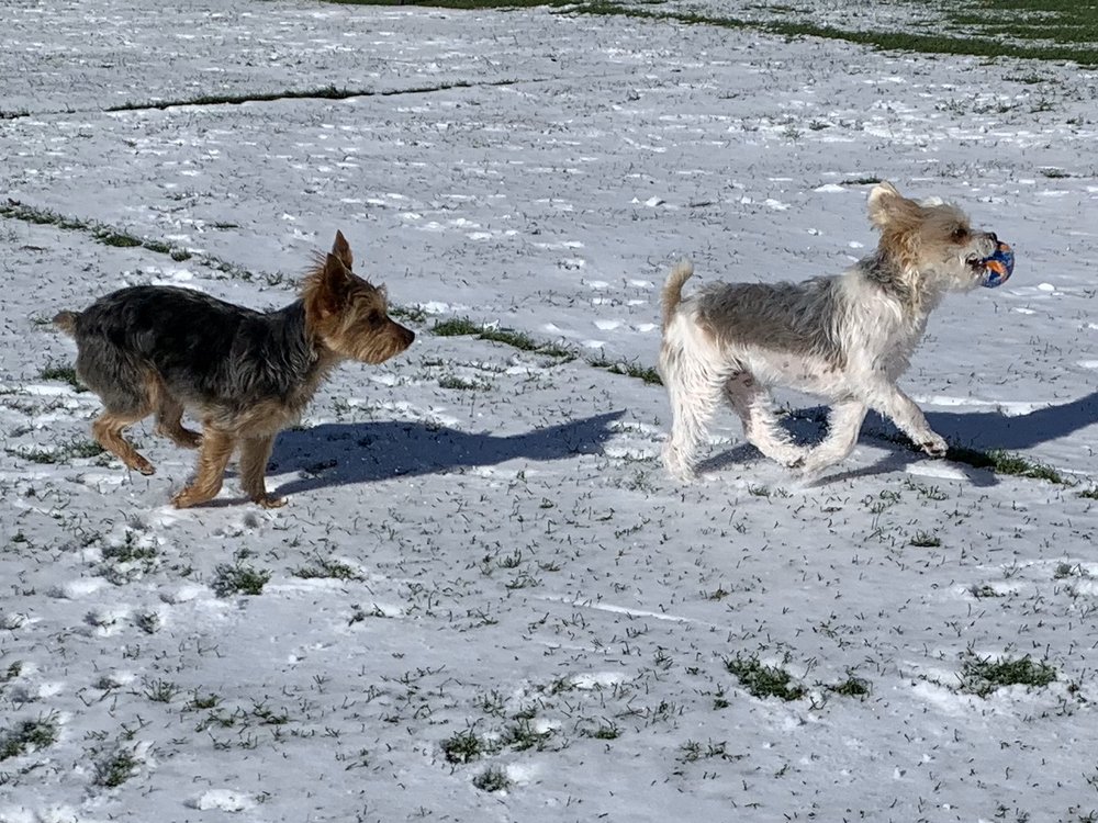 Lazy P Pet Ranch - pet boarding facility in Wichita, KS