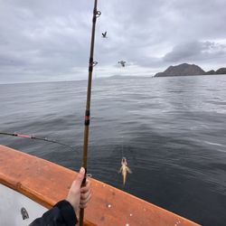 Channel Islands Sportfishing