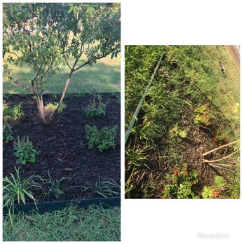 Gutierrez Property Maintenance - Pic on left: day of flower bed install Pic on right: 3 weeks later, grass has grown through the bed and taken over - Fences & Gates Near Me - Dallas, Texas Gutierrez Property Maintenance - Pic on left: day of flower bed install Pic on right: 3 weeks later, grass has grown through the bed and taken over - Fences & Gates Near Me - Dallas, Texas