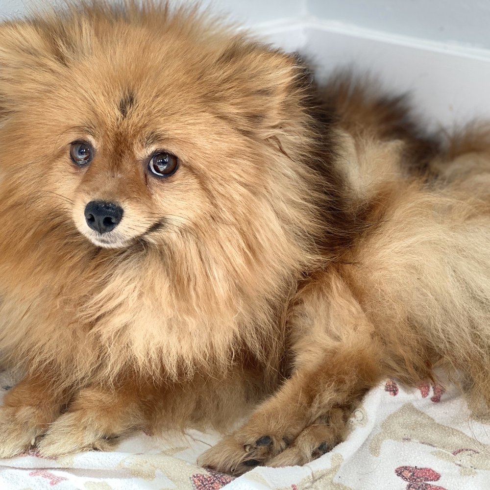 Before - she had severe hair matting, never been brushed