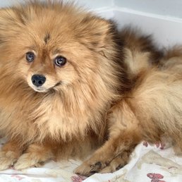 Before - she had severe hair matting, never been brushed Before - she had severe hair matting, never been brushed