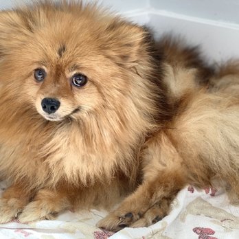 Ziggy's Dog Parlor & Villa - Before - she had severe hair matting, never been brushed - Pet Groomers Near Me - Mt Pleasant, South Carolina Ziggy's Dog Parlor & Villa - Before - she had severe hair matting, never been brushed - Pet Groomers Near Me - Mt Pleasant, South Carolina