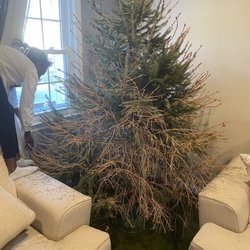 Mike's Tree Farm