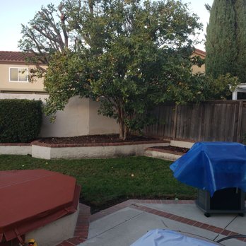 Y&A Tree Service - This is the before picture of the tree. - Tree Services Near Me Y&A Tree Service - This is the before picture of the tree. - Tree Services Near Me