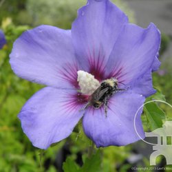 Lael's Moon Garden Nursery - Bluebird Hardy Hibiscus or Rose of Sharon (Hibiscus syriacus)
