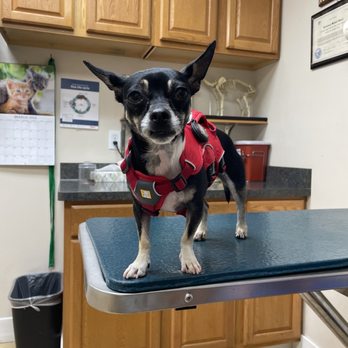 Oakley Veterinary Medical Center - Piper - Veterinarians Near Me - Oakley, California Oakley Veterinary Medical Center - Piper - Veterinarians Near Me - Oakley, California