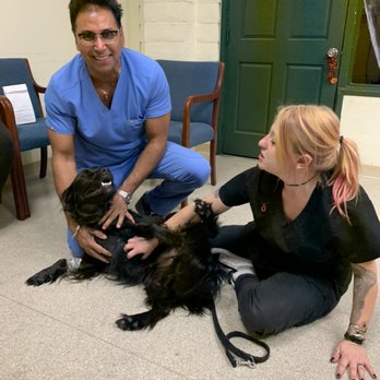 Silicon Valley Pet Clinic - Even the doctor joined on the tummy rubs :D - Veterinarians Near Me - Santa Clara, California Silicon Valley Pet Clinic - Even the doctor joined on the tummy rubs :D - Veterinarians Near Me - Santa Clara, California