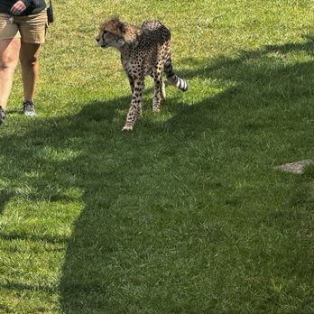 Columbus Zoo and Aquarium - Cheetah run - Zoos Near Me - Powell, Ohio