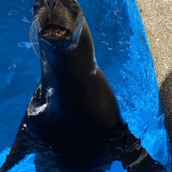 Dolphin Adventure - Amusement Parks Near Me - Nuevo Vallarta, NAY