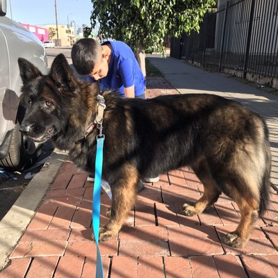 DESLY'S PET GROOMING by null