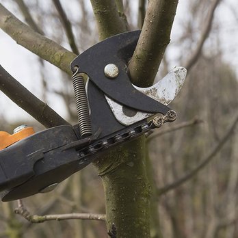 Professional Tree Service - Tree Services Near Me - Pocatello, Idaho Professional Tree Service - Tree Services Near Me - Pocatello, Idaho