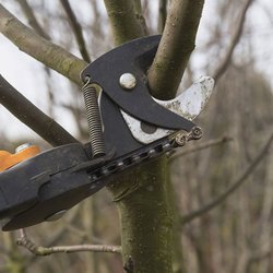 Professional Tree Service