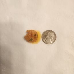 Shrimp is smaller that a nickel!